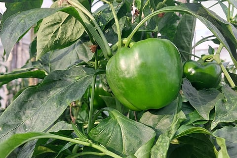 Agriculture. ಕ್ಯಾಪ್ಸಿಕಂ ಬೆಳೆ