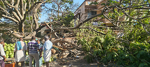 Tree ಮುಳಬಾಗಿಲು ನಗರದ ಎಂ. ಸಿ. ರಸ್ತೆ ಸರ್ಕಾರಿ ಪ್ರೌಢಶಾಲೆ ಮತ್ತು ಸರ್ಕಾರಿ ನೌಕರರ ಸಂದ ಕಟ್ಟಡದ ಮುಂಭಾಗದಲ್ಲಿ ಗುರುವಾರ ಮಧ್ಯಾಹ್ನ ದೊಡ್ಡ ಮರದ ಕೊಂಬೆ ಮುರಿದು ಬಿದ್ದಿರುವುದು.