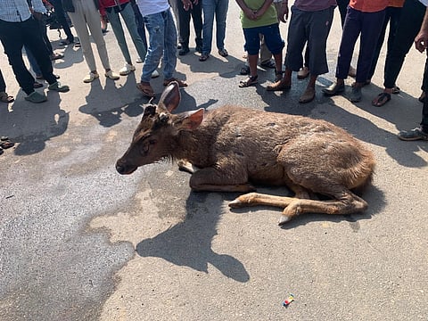  ಮಾಗಡಿಯ ಸೋಲೂರು ಸಮೀಪ ಅಪಘಾತಕ್ಕೆ ಒಳಗಾದ ಸಾರಂಗ. 