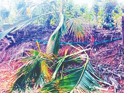 ಕೆ.ವಿ.ಎನ್ ದೊಡ್ಡಿ ಗ್ರಾಮದ ಜಮೀನೊಂದಕ್ಕೆ ಕಾಡಾನೆಗಳು ಲಗ್ಗೆ ಇಟ್ಟು ತೆಂಗಿನಮರವನ್ನು ನಾಶಪಡಿಸಿರುವುದು. 