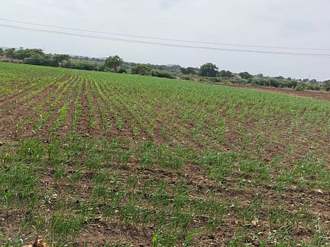 ಹರಪನಹಳ್ಳಿ ತಾಲೂಕಿನ ನಂದಿಬೇವು ಬಳಿ ಬಿತ್ತನೆಯಾಗಿರುವ ಮೆಕ್ಕೆಜೋಳ ಒಣಗುತ್ತಿರುವುದು.