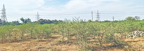 ರಟ್ಟಿಹಳ್ಳಿ ಪಟ್ಟಣದಲ್ಲಿ ತಾಲೂಕು ಕ್ರೀಡಾಂಗಣಕ್ಕೆ ನಿಗದಿಯಾಗಿರುವ ಜಾಗ.
