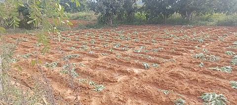 ಬಿಡದಿ ಸಮೀಪದ ಕಾಕರಾಮನಹಳ್ಳಿಯಲ್ಲಿ ವಿಜಯಕುಮಾರ್​ ಅವರ ಬದನೆ ಹಾಗೂ ಮೆಣಸಿನಕಾಯಿ ಬೆಳೆ ನಾಶವಾಗಿರುವುದು.