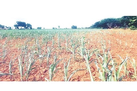 ಉತ್ತಂಗಿಯಲ್ಲಿ ಮೆಕ್ಕೆಜೋಳದ ಬೆಳೆ ಮಳೆಕೊರತೆಯಿಂದ ಬಾಡಿರುವುದು.