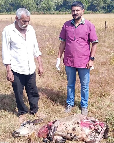 ಬೀದಿನಾಯಿಗಳು ಹಸುವನ್ನು ಕೊಂಡು ಹಾಕಿರುವುದು.
