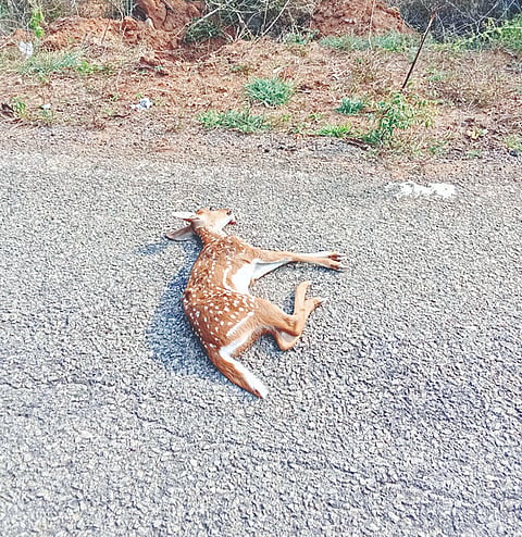 ಯಳಂದೂರು ತಾಲೂಕಿನ ಗುಂಬಳ್ಳಿ ಗ್ರಾಮದ ಕೃಷ್ಣಯ್ಯನ ಕಟ್ಟೆ ಬಳಿ ರಸ್ತೆಯಲ್ಲಿ ಅಪರಿಚಿತ ವಾಹನ ಡಿಕ್ಕಿ ಹೊಡೆದ ಪರಿಣಾಮ ಜಿಂಕೆ ಮರಿ ಸಾವನ್ನಪ್ಪಿರುವುದು. 