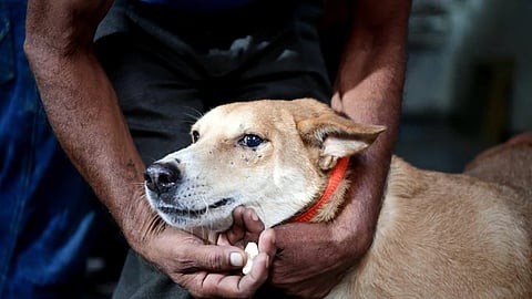 ಬೀದಿನಾಯಿ ಸಾಂದರ್ಭಿಕ ಚಿತ್ರ