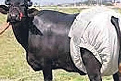 ಸಾಂದರ್ಭಿಕ ಚಿತ್ರ