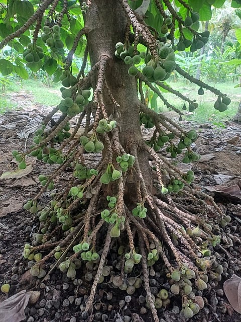 ರೈತ ಶಂಕರ್ ಅವರ ಜಮೀನಿನಲ್ಲಿ ಬೆಳೆದಿರುವ ಅಂಜೂರ