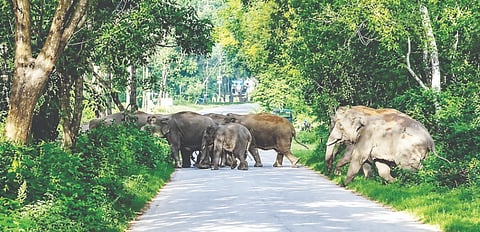 ಕಡೇಗರ್ಜೆ ಗ್ರಾಮದ ಸಮೀಪದದ ಬೇಲೂರು-ಸಕಲೇಶಪುರ ರಾಜ್ಯ ಹೆದ್ದಾರಿ ರಸ್ತೆ ದಾಟುತ್ತಿರುವ ಕಾಡಾನೆಗಳ ಹಿಂಡು.