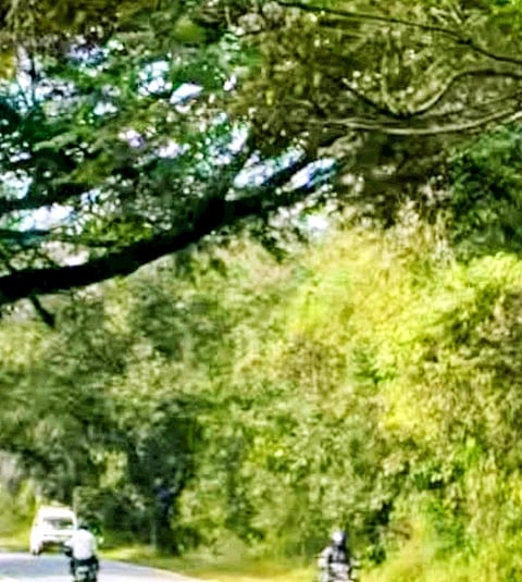 ಬೇಲೂರು-ಮುಡಿಗೆರೆ ರಸ್ತೆಯ ವೈಡಿಡಿ ಸರ್ಕಾರಿ ಪ್ರಥಮ ದರ್ಜೆ ಕಾಲೇಜು ಮುಂಬಾಗದ ರಾಷ್ಟ್ರೀಯ ಹೆದ್ದಾರಿ ರಸ್ತೆಯಲ್ಲಿ ಅಪಾಯಕ್ಕೆ ಆಹ್ವಾನ ನೀಡುತ್ತಿರುವ ಬಾಗಿದ ಬೃಹತ್ ಗಾತ್ರದ ಮರದ ಕೊಂಬೆಗಳು