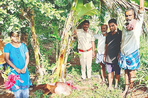 ಗ್ರಾಮ ದೇವತೆ ಪುರದಲ್ಲಿ ಚಿರತೆ ದಾಳಿ ನಡೆಸಿದ ಸ್ಥಳವನ್ನು ಅರಣ್ಯಾಧಿಕಾರಿಗಳು ಪರಿಶೀಲನೆ ನಡೆಸಿದರು.