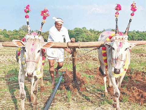 ಯುಗಾದಿ ಹಿನ್ನೆಲೆಯಲ್ಲಿ ಹುಲುಸೆ ಗ್ರಾಮದಲ್ಲಿ ರೈತರು ಮೊದಲ ಉಳುಮೆಗೆ ಚಾಲನೆ ನೀಡಿ ಸಂಭ್ರಮಿಸಿದರು.