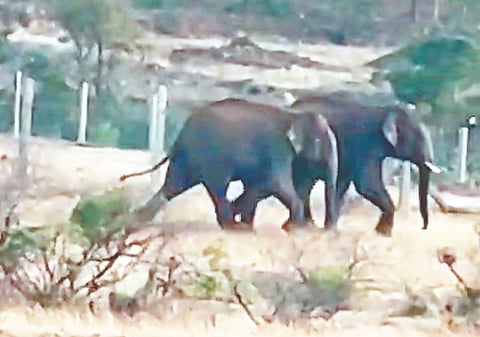 ಹನೂರು ತಾಲೂಕಿನ ಮಂಗಲ ಸಮೀಪದ ಗುಂಡಾಪುರ ಭಾಗದಲ್ಲಿ ಅಡ್ಡಾದಿಡ್ಡಿಯಾಗಿ ಸಂಚರಿಸಿದ ಕಾಡಾನೆಗಳು