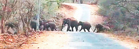  ನೆಲ್ಲೂರು ಮಾರ್ಗದಲ್ಲಿ ರಸ್ತೆ ದಾಟುತ್ತಿರುವ ಕಾಡಾನೆಗಳ ಹಿಂಡು. 