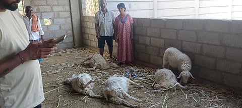 ಮದ್ದೂರು ತಾಲೂಕಿನ ಮಾದನಾಯಕನಹಳ್ಳಿ ಗ್ರಾಮದಲ್ಲಿ ಚಿರತೆ ದಾಳಿಗೆ ಕುರಿಗಳು ಬಲಿಯಾಗಿರುವುದು.