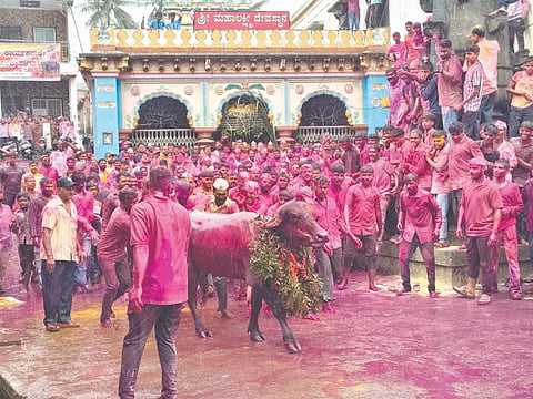 ಸಂಕೇಶ್ವರ ಮಹಾಲಕ್ಷ್ಮೀ ದೇವಿ ಜಾತ್ರೆ ಅಂಗವಾಗಿ ಸಾಂಪ್ರದಾಯಿಕ ಕೋಣ ಬಿಡುವ ಕಾರ್ಯಕ್ರಮ ಸಂಭ್ರಮದಿಂದ ಜರುಗಿತು.