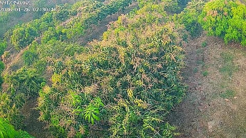 ಉದುರಿದ ಹೂವು-ಕಾಯಿ