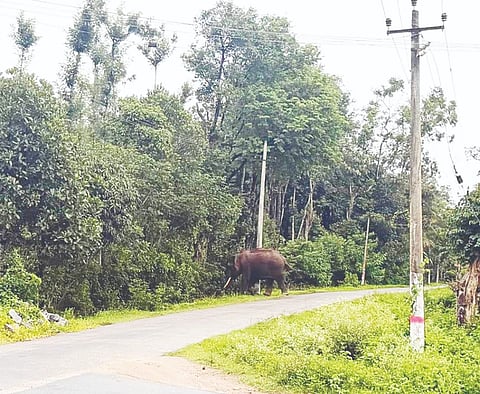 ಮಾಲಂಬಿ ಗ್ರಾಮದಲ್ಲಿ ಕಾಣಿಸಿಕೊಂಡ ಕಾಡಾನೆ.