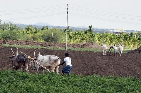 Haveri, Agriculture, Farmers, Seeds, Cultivation, Rainy Season,