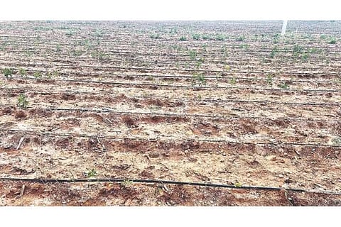 ದೇವಸಮುದ್ರ ಭಾಗದಲ್ಲಿ ಮೆಣಸಿನಕಾಯಿ ಬೆಳೆ ಕೊಳೆತಿರುವುದು.
