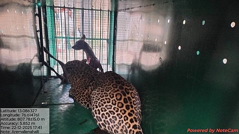 Woman killed in leopard attack