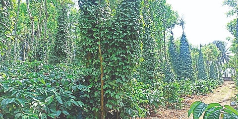 ನೇಗಿಲಯೋಗಿ ರಾಧಾ ಅಚ್ಚಯ್ಯ