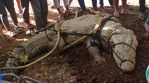 5 ಅಡಿ ಮೊಸಳೆ ಸೆರೆ 
