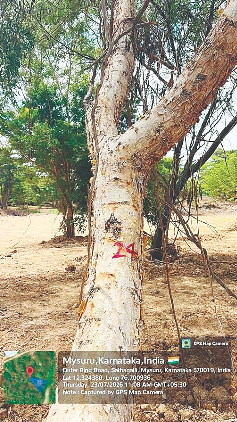  ಕಡಿಯಲು ಗುರುತು ಮಾಡಿರುವ ಮರಗಳು