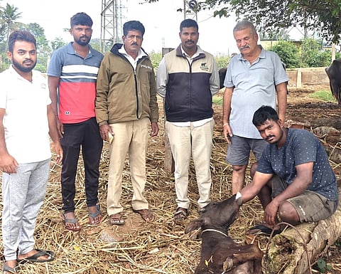 ಕನಕಪುರ ಮಳಗಾಳು ಗ್ರಾಮದಲ್ಲಿ ಚಿರತೆ ದಾಳಿಯಿಂದ ಎಮ್ಮೆ ಕರು ಮೃತಪಟ್ಟಿದೆ. ಮರಸಪ್ಪ ರವಿ, ಮನು, ಅರಣ್ಯ ಇಲಾಖೆ ಸಿಬ್ಬಂದಿ ಇದ್ದರು.