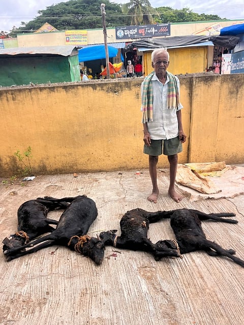 ಮಳವಳ್ಳಿ ತಾಲೂಕಿನ ಕಿರುಗಾವಲು ಗ್ರಾಮದ ಶಂಭಯ್ಯ ಎಂಬುವರಿಗೆ ಸೇರಿದ ನಾಲ್ಕು ಮೇಕೆಗಳನ್ನು ಸೋಮವಾರ ರಾತ್ರಿ ಬೀದಿ ನಾಯಿಗಳು ದಾಳಿ ನಡೆಸಿ ಬಲಿ ಪಡೆದಿರುವುದು. 