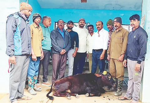  ಕರುವಿನ ನೆರವಿಗೆ ಬಂದ ಸ್ಥಳೀಯರು ಮತ್ತು ಕೊಡಗು ಅಭಿವೃದ್ಧಿ ಸಮಿತಿ ಅಧ್ಯಕ್ಷ ಎಂ.ಎಂ ದಾವುದ್