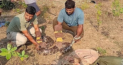ಹಾವುಗಳನ್ನು ಅರಣ್ಯಾಧಿಕಾರಿಗಳು ಹಿಡಿದರು. 