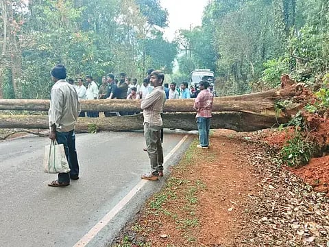 ಕಳಸ-ಬಾಳೆಹೊನ್ನೂರು ಮುಖ್ಯ ರಸ್ತೆಯ ಮಳಲಾಡಿ ಎಂಬಲ್ಲಿ ರಸ್ತೆಗೆ ಅಡ್ಡಲಾಗಿ ಮರ ಬಿದ್ದಿರುವುದು.
