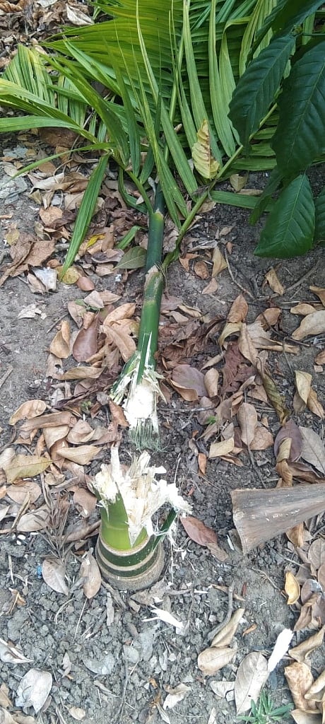 ಮುಳ್ಳುಹಂದಿಗಳಿಂದ ನಾಶವಾಗಿರುವ ಅಡಕೆ ಗಿಡ