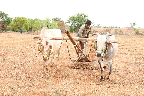 ಇಂದನ ಬೆಲೆ ಹೆಚ್ಚಳವಾಗಿರುವುದರಿಂದ ತಾಲೂಕಿನ ಸಿದ್ರಾಮಪುರ ಗ್ರಾಮದಲ್ಲಿ  ರೈತ ಎತ್ತುಗಳಿಂದ ಜಮೀನ ಕೆಲಸ ಮಾಡುತ್ತಿರುವುದು.