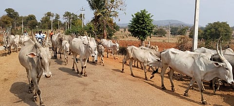 ಹನೂರು ತಾಲೂಕಿನ ಶಾಗ್ಯ ಸಮೀಪದ ಕಳ್ಳಿದೊಡ್ಡಿ ಗ್ರಾಮದಲ್ಲಿ ಮೇವಿಗಾಗಿ ತೆರಳುತ್ತಿರುವ ಜಾನುವಾರುಗಳು. 