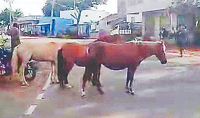 ರಾಮಾಪುರದ ರಸ್ತೆಯಲ್ಲಿ ರಸ್ತೆಗೆ ಅಡ್ಡಲಾಗಿ ನಿಂತಿರುವ ಕುದುರೆಗಳು. 