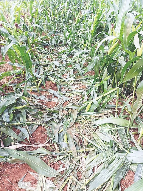 ಪಚ್ಚೆದೊಡ್ಡಿ ಗ್ರಾಮದ ಜಮೀನೊಂದಕ್ಕೆ ಕಾಡಾನೆಯೊಂದು ಲಗ್ಗೆ ಇಟ್ಟು ಮುಸುಕಿನ ಜೋಳದ ಫಸಲನ್ನು ನಾಶಪಡಿಸಿರುವುದು. 