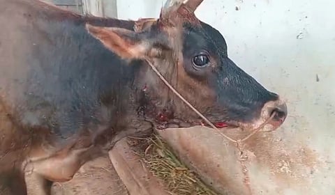 ಸರಗೂರು ತಾಲೂಕಿನ ಕೊತ್ತೇಗಾಲ ಗ್ರಾಮ ಪಂಚಾಯಿತಿ ವ್ಯಾಪ್ತಿಯ ಜಯನಗರ ಗ್ರಾಮದಲ್ಲಿ ಸೋಮವಾರ ಹುಲಿ ದಾಳಿಗೆ ಹಸು ಗಾಯಗೊಂಡಿದ್ದು,