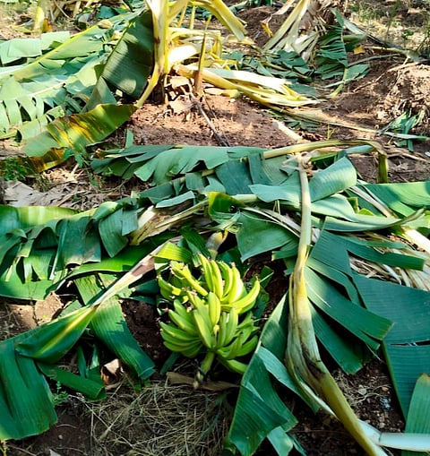  ನಂಜನಗೂಡು ತಾಲೂಕಿನ  ಕಾಡಂಚಿನ ಗ್ರಾಮಗಳಲ್ಲಿ ಕಾಡಾನೆ ದಾಳಿಯಿಂದ ಬಾಳೆ ಬೆಳೆ ನಷ್ಟವಾಗಿರುವ ದೃಶ್ಯ.