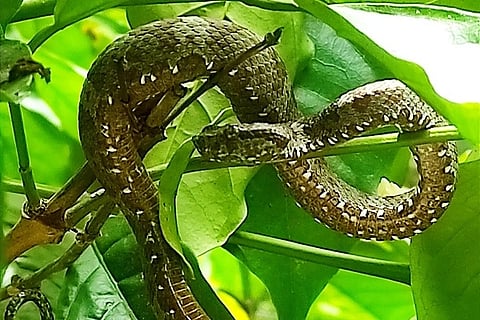 ಕಾಫಿ ಗಿಡದ ಮರೆಯಲ್ಲಿರುವ ಹಾವು (ಸಂಗ್ರಹ ಚಿತ್ರ)
