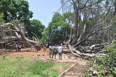 ಕೊಳ್ಳೇಗಾಲ ಪಟ್ಟಣದ ಎಂಜಿಎಸ್‌ವಿ ಕಾಲೇಜು ಮೈದಾನ ಆವರಣದಲ್ಲಿದ್ದ ನೂರಕ್ಕೂ ಹೆಚ್ಚು ವರ್ಷದ ಹಳೆಯದಾದ ದೊಡ್ಡ ಆಲದ ಮರವು ನೆಲಕ್ಕುರುಳಿರುವುದು.