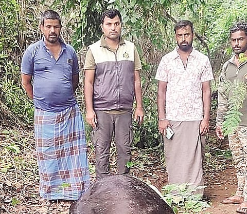 ಗುಂಡ್ಲುಪೇಟೆ ತಾಲೂಕಿನ ಮಡಹಳ್ಳಿ ಗ್ರಾಮದಲ್ಲಿ ಹುಲಿ ದಾಳಿಗೆ ಹಸು ಬಲಿಯಾದ ಸ್ಥಳಕ್ಕೆ ಅರಣ್ಯ ಇಲಾಖೆ ನೌಕರರು ಭೇಟಿ ನೀಡಿ ಪರಿಶೀಲಿಸಿದರು.
