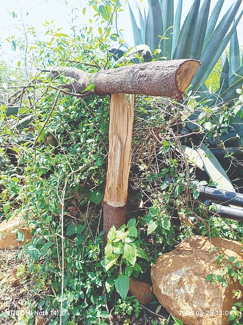 ಗುಂಡ್ಲುಪೇಟೆ ತಾಲೂಕಿನ ಕರಕಲಮಾದಹಳ್ಳಿಯ ಬಸಪ್ಪ ಅವರ ಜಮೀನಿನಲ್ಲಿ ಬೆಳೆದಿದ್ದ ಶ್ರೀ ಗಂಧದ ಮರವನ್ನು ಕತ್ತರಿಸಿರುವುದು.