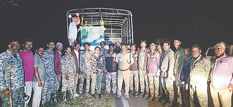 ಸರಗೂರು ತಾಲೂಕಿನ ದೇವಲಾಪುರ ಗ್ರಾಮದಲ್ಲಿ ಸೆರೆ ಸಿಕ್ಕ ಹುಲಿ. ಹುಲಿ ಸೆರೆ ಕಾರ್ಯಾಚರಣೆಯಲ್ಲಿ ಪಾಲ್ಗೊಂಡಿದ್ದ ಅರಣ್ಯ ಇಲಾಖೆ ಅಧಿಕಾರಿಗಳು ಹಾಗೂ ಸಿಬ್ಬಂದಿ.