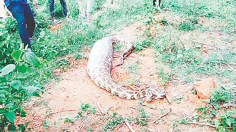 ಮಳವಳ್ಳಿ ತಾಲೂಕಿನ ನೆಟ್ಕಲ್ ಸಮೀಪ ಭಾನುವಾರ ಪ್ರಾಣಿಯೊಂದನ್ನು ನುಂಗಿದ ಸ್ಥಿತಿಯಲ್ಲಿ ಹೆಬ್ಬಾವು ಕಂಡುಬಂತು. 