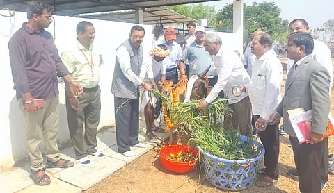 ಯಾದಗಿರಿ ನಗರದಲ್ಲಿನ ಶ್ರೀ ಭಗವಾನ ಮಹಾವೀರ ಜೈನ ಗೋಶಾಲೆಗೆ ಸೋಮವಾರ ಭೇಟಿ ನೀಡಿದ ಹೈಕೊರ್ಟ್​ ಮುಖ್ಯ ನ್ಯಾಯಾಧೀಶ ಸಂಜೀವಕುಮಾರ ಹಂಚಾಟೆ ಗೋಪೂಜೆ ನೆರವೇರಿಸಿದರು. ನ್ಯಾಯಾಧೀಶ ಮರಿಯಪ್ಪ, ಗೋಶಾಲಾ ಅಧ್ಯ ಗೌತಮಚಂದ ಜೈನ, ಬಾಬು ದೋಕಾ, ಜಂಬು ಸೋಲಂಕಿ, ದಿನೇಶಕುಮಾರ ಜೈನ, ಅಜೀತ್​ ಜೈನ ಇತರರಿದ್ದರು.