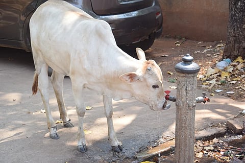 Gadag