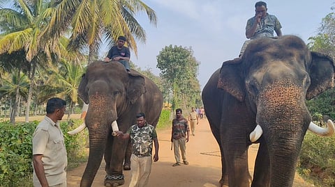 ಹುಲಿಗಳ ಸೆರೆ ಕಾರ್ಯಾಚರಣೆಯಲ್ಲಿ ಪಾಲ್ಗೊಂಡಿರುವ ಸಾಕಾನೆಗಳು